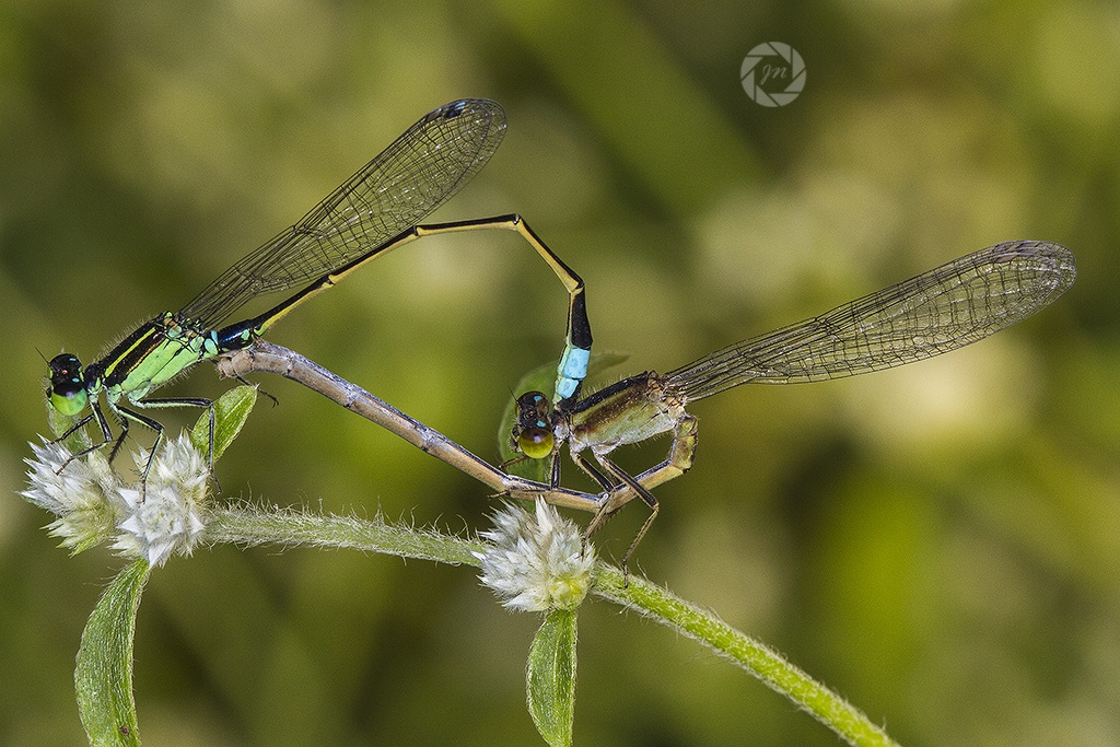 The mating damsels...