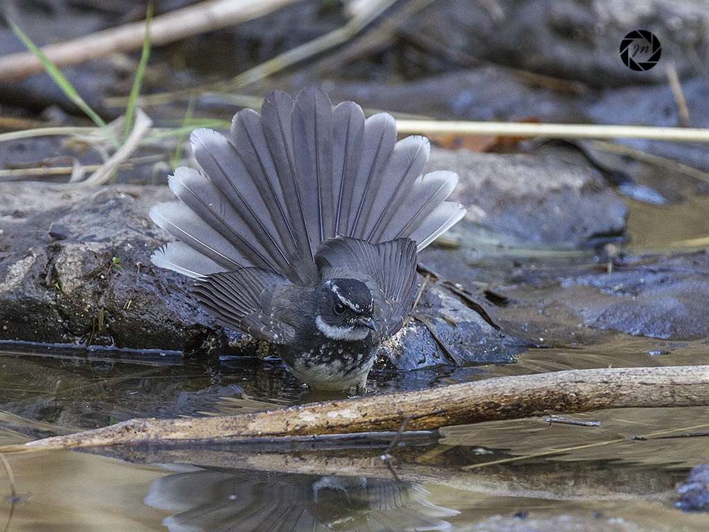 And that's why they call it a fantail......