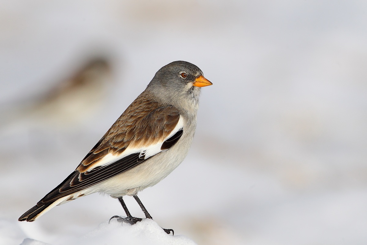 Snowfinch...