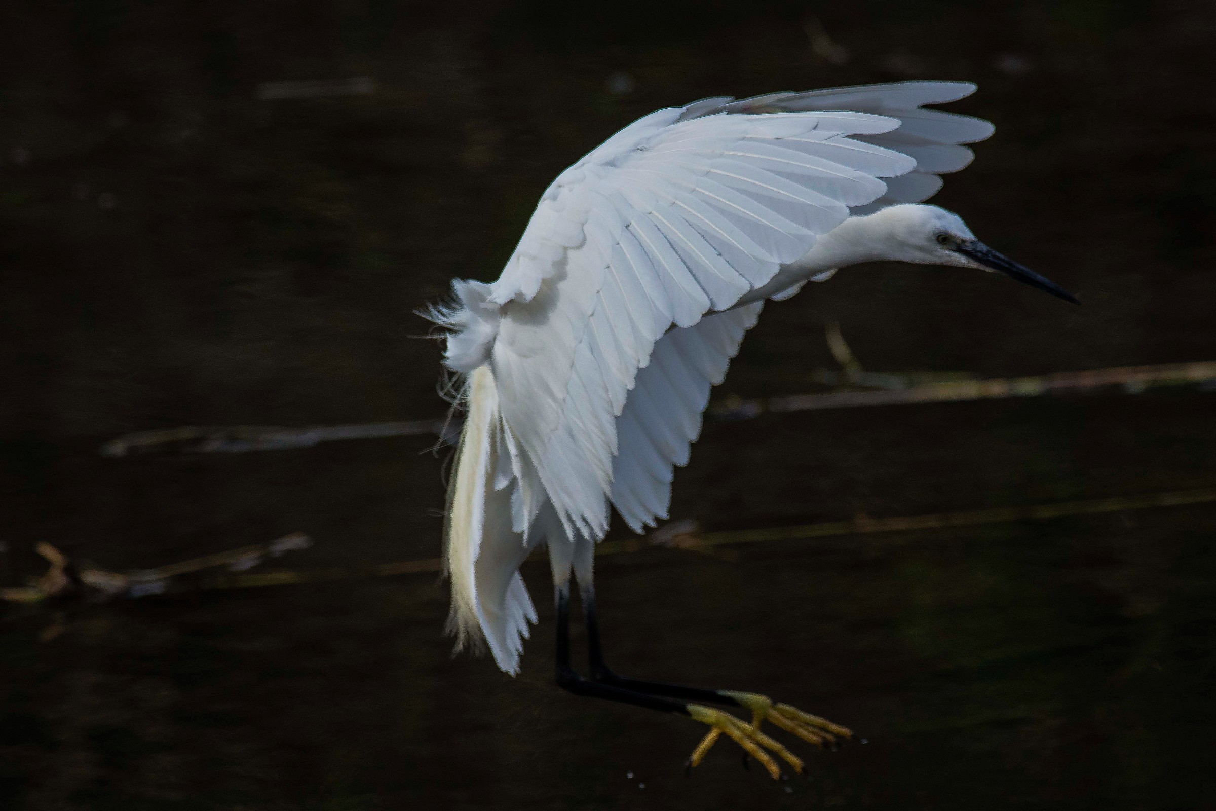 Egret in landing...