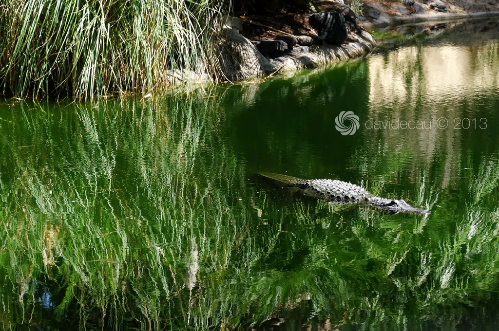 Crocodile...