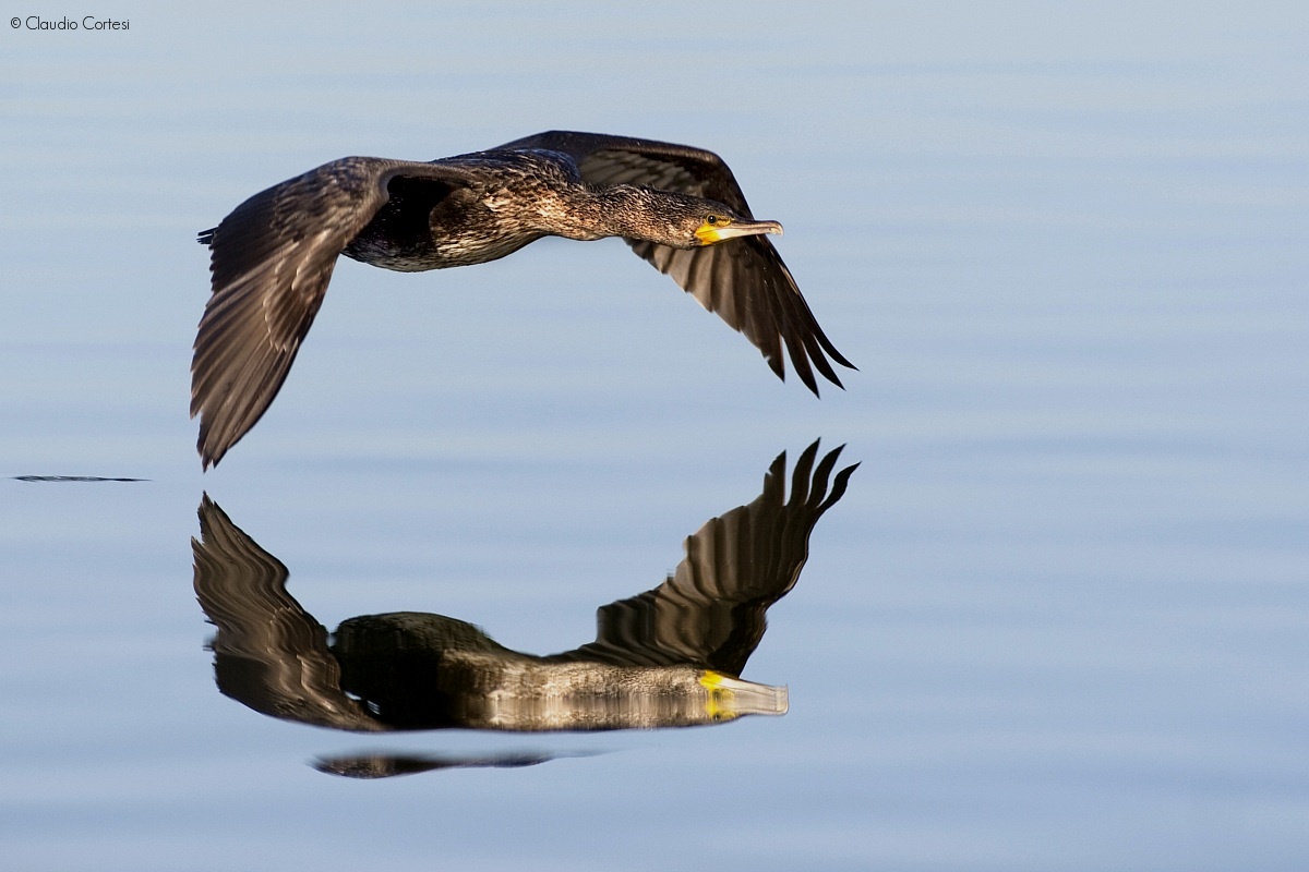 Cormorant in flight over lake...