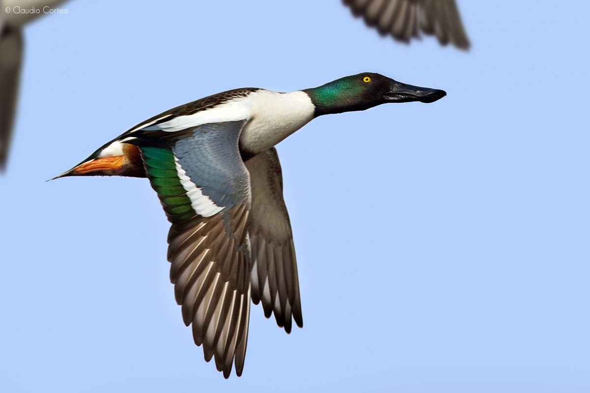Northern Shoveler in flight...