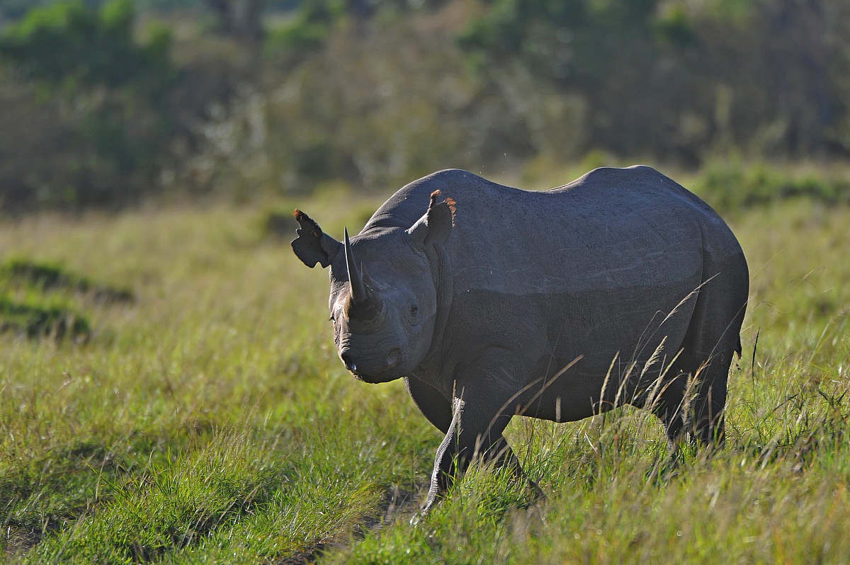 Black rhino...