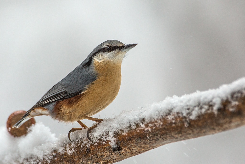 Nuthatch...
