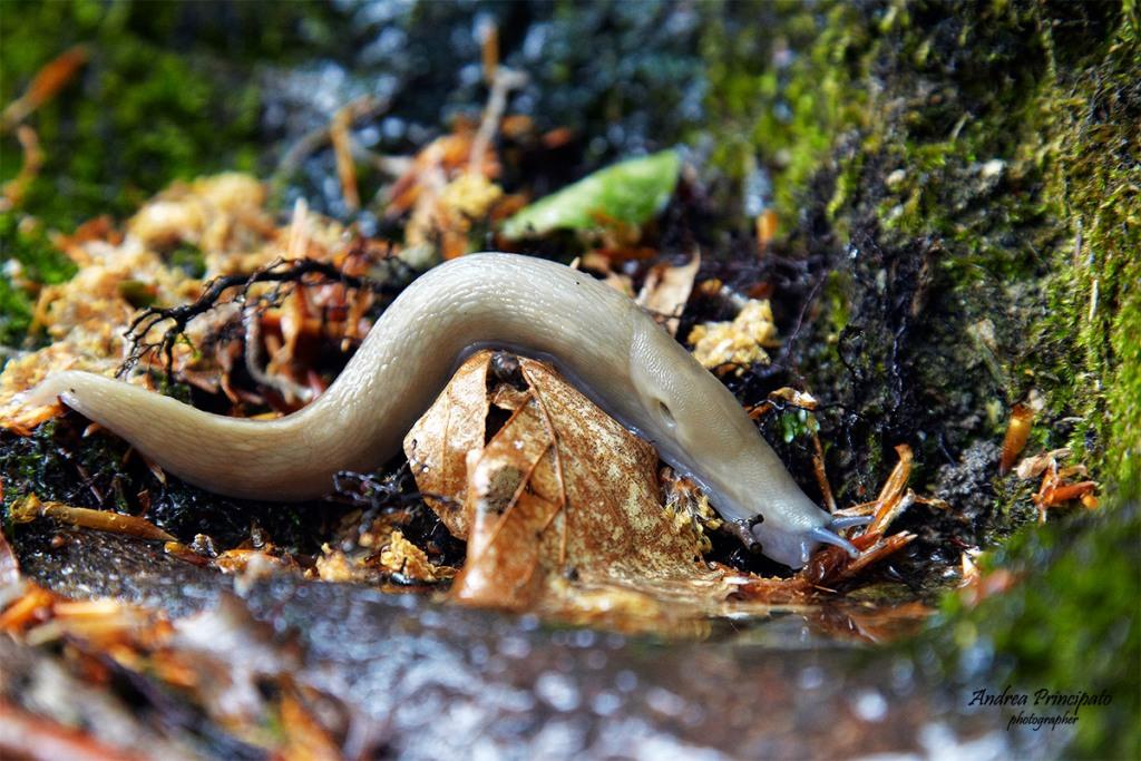 Slug...