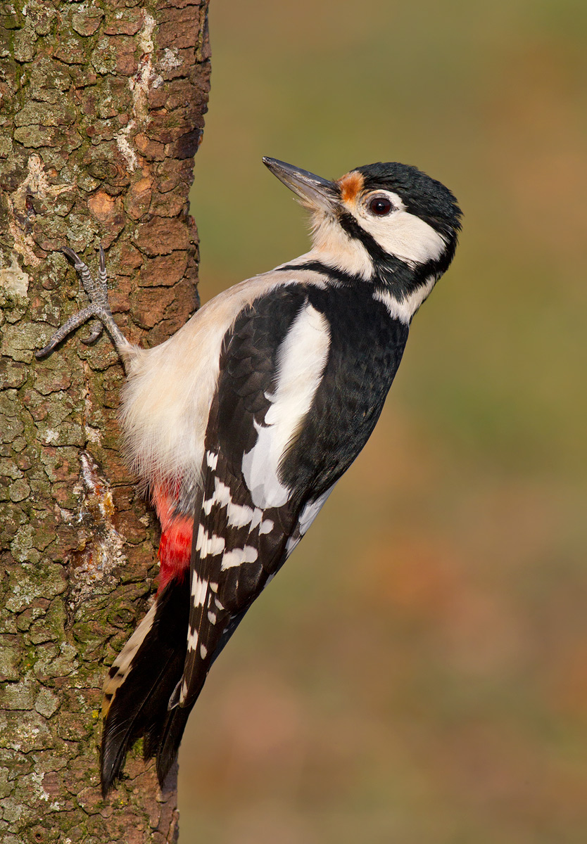 Woodpecker punk...