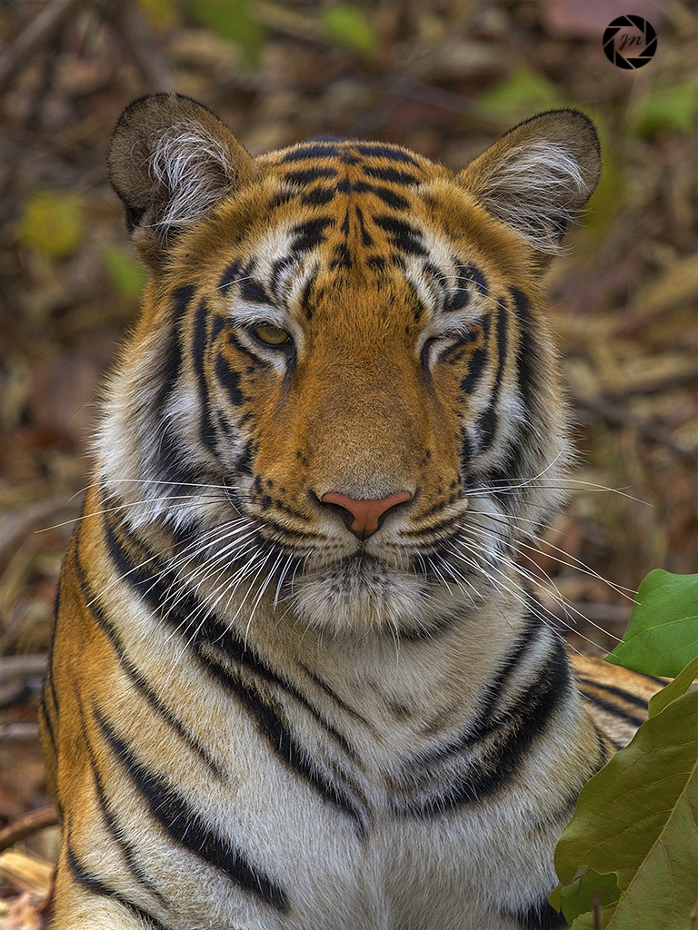The winking tigress...