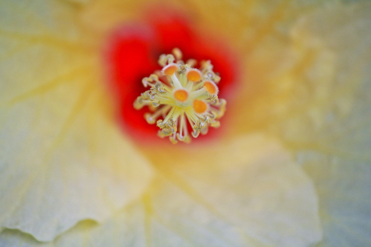 Center hibiscus...