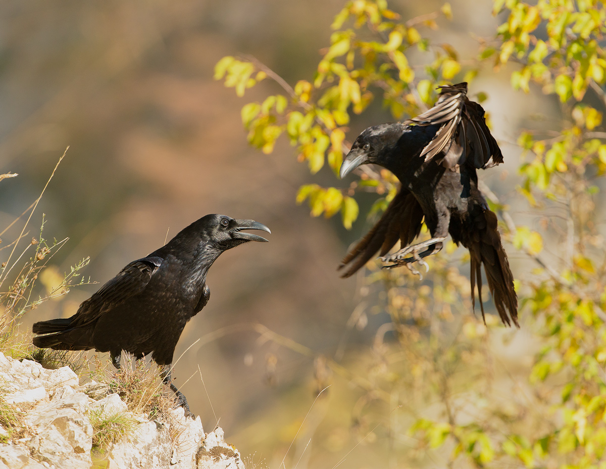 corvi imperiali...