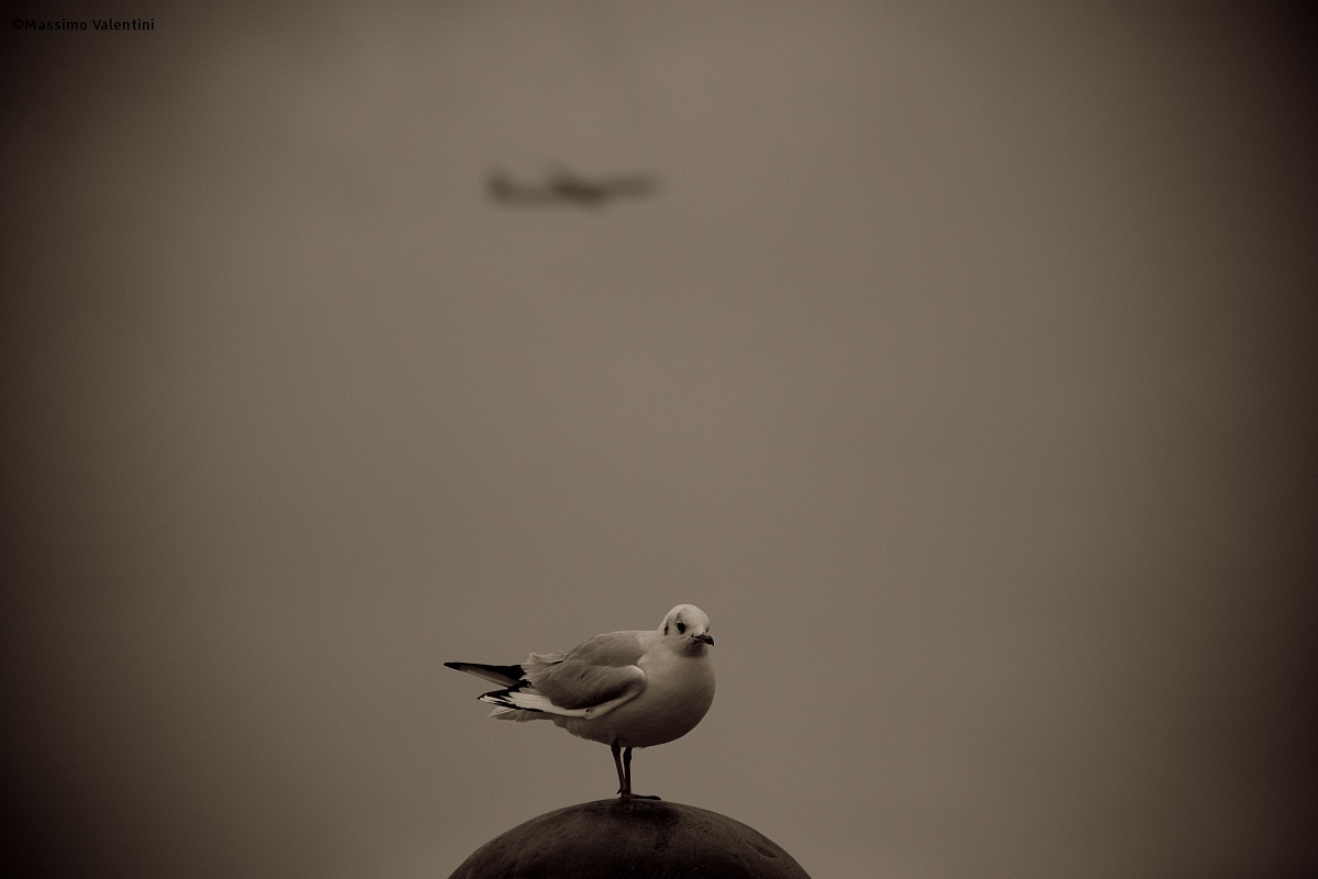 Flight...