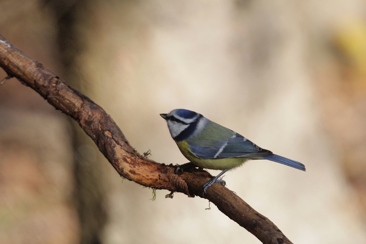 The first season of the blue tit...