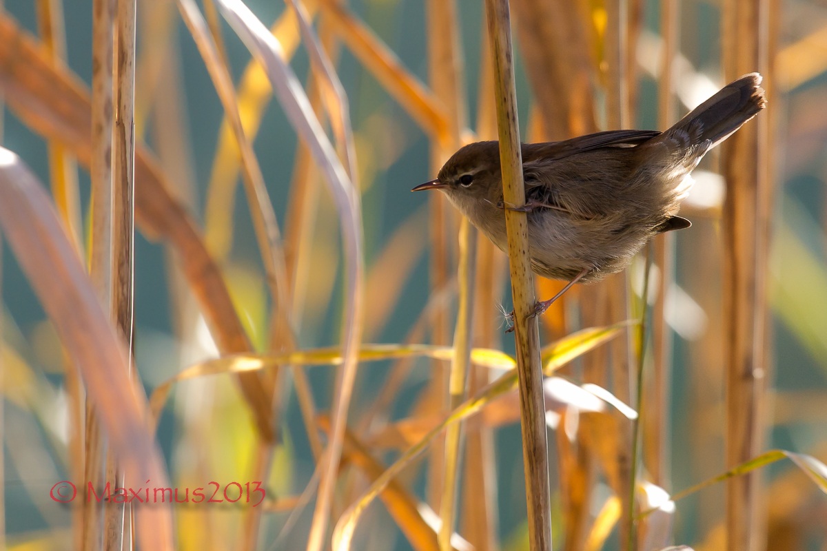 ... Cetti's warbler ... backlight ......