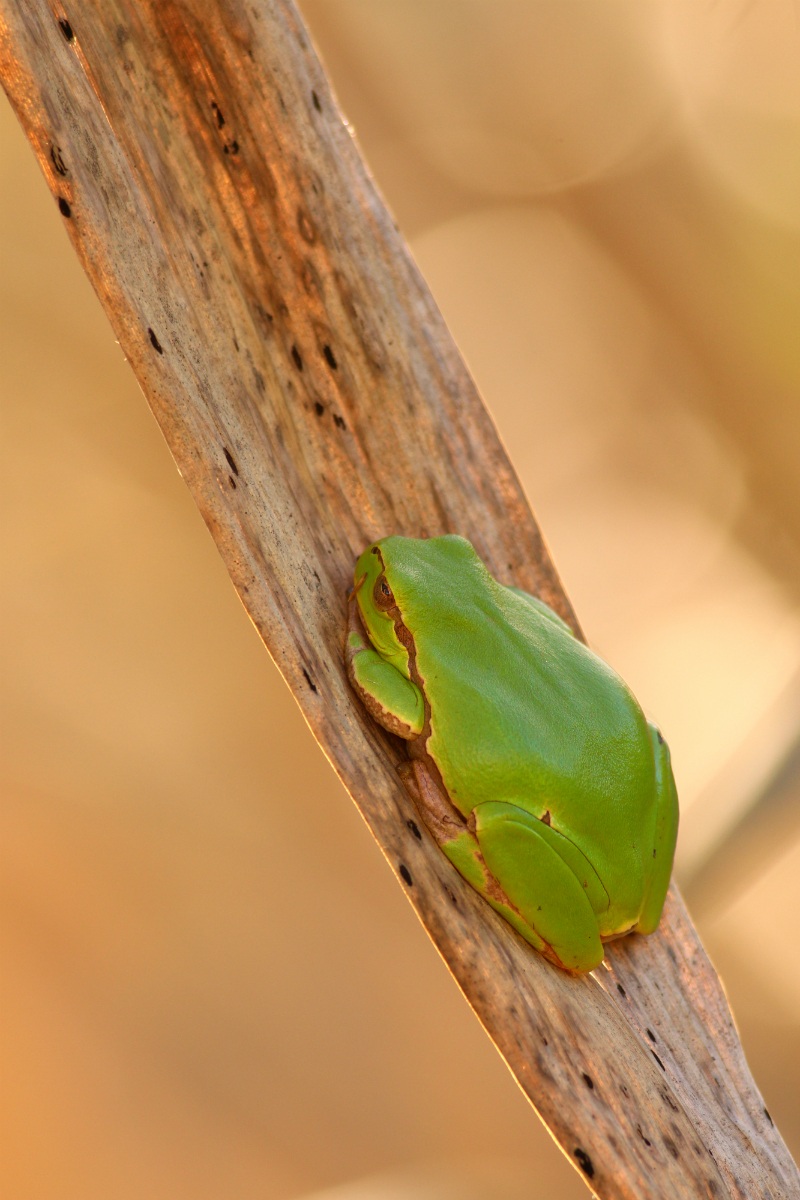 Hyla cinerea (green treefrog)...
