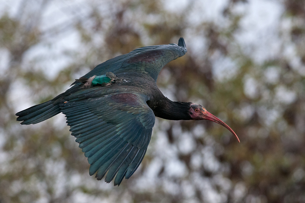 Bald ibises in flight...