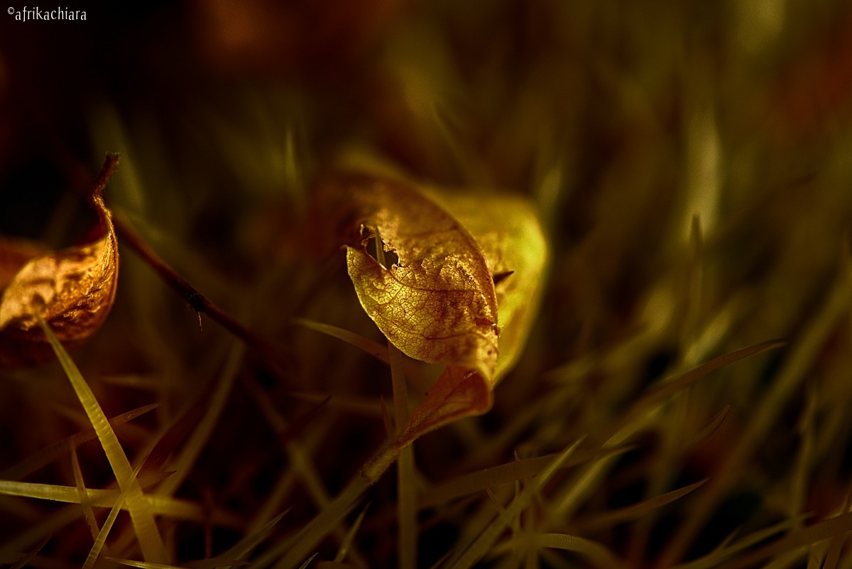 Gold autumn ......