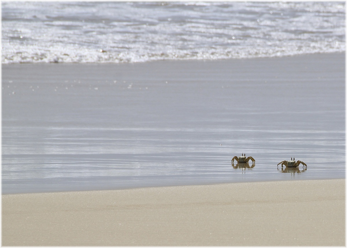 Crabs walking...