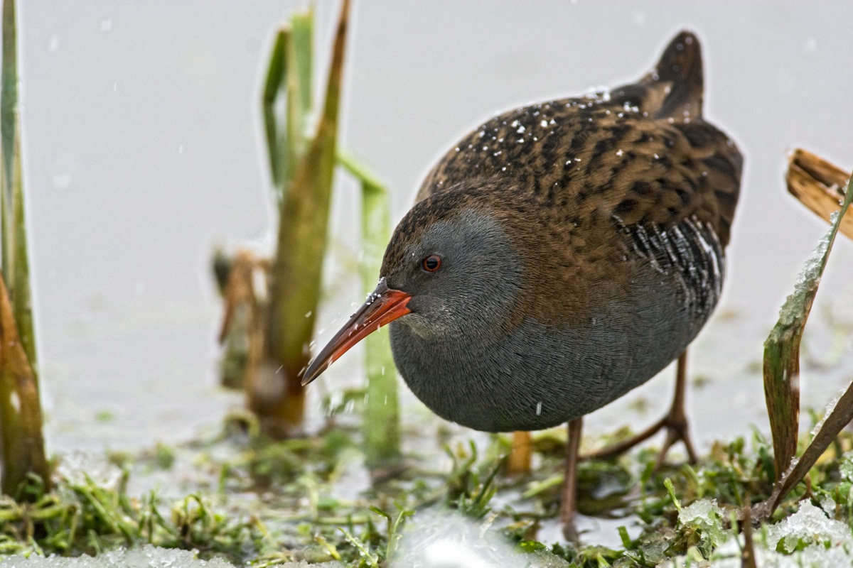 Water Rail in the snow...