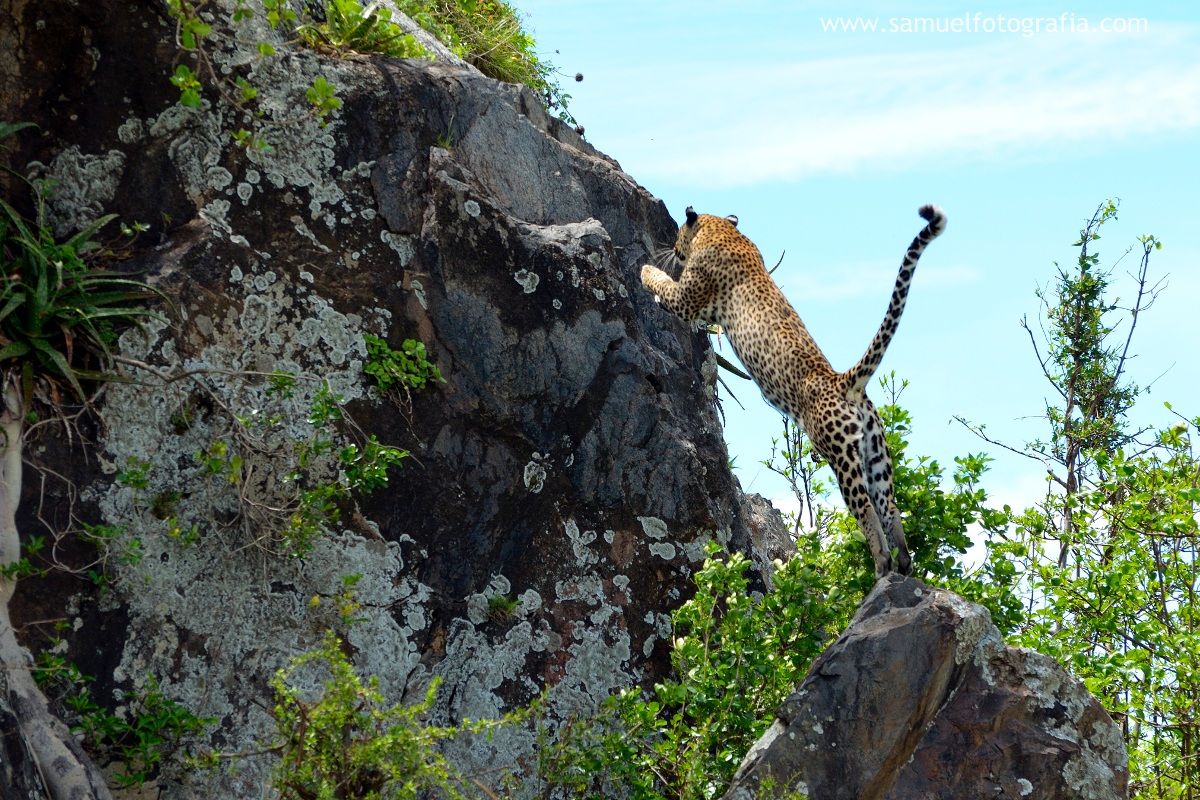 Salto del leopardo...