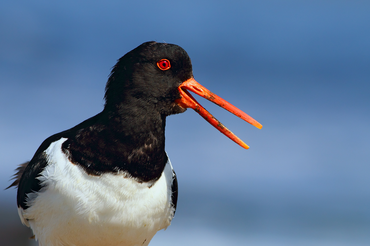 Oystercatcher...