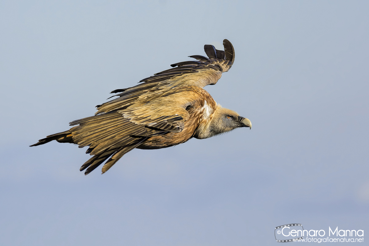 Griffon Vulture (Gyps fulvus)...