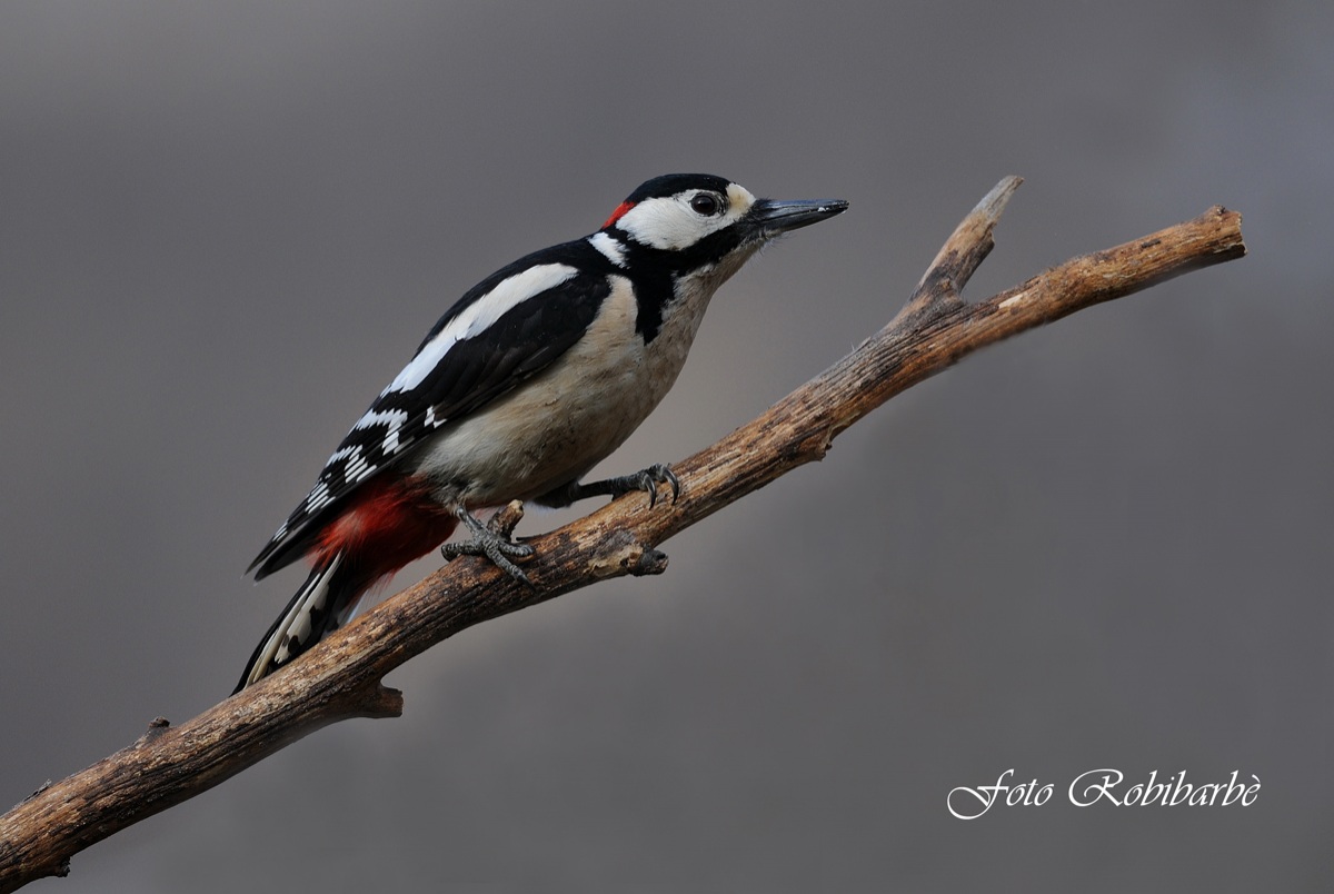 Woodpecker ... male .....