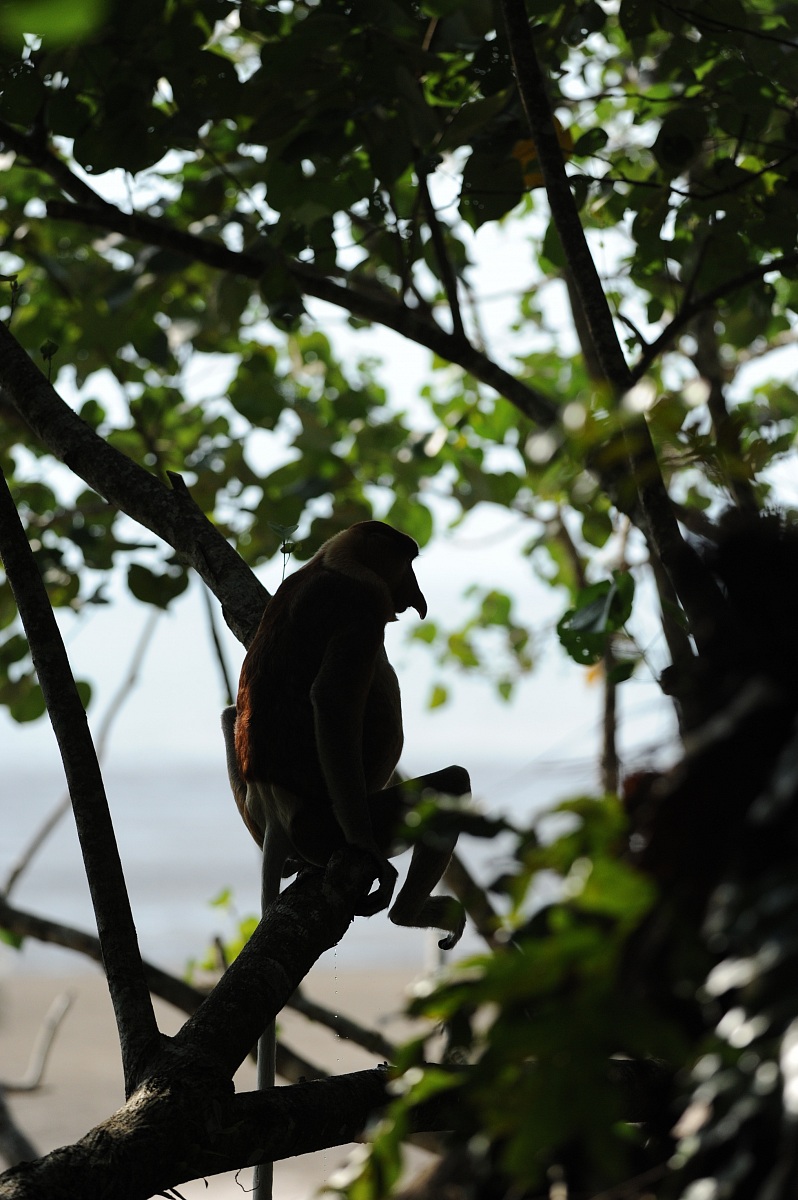 Proboscis monkey, Borneo malese...