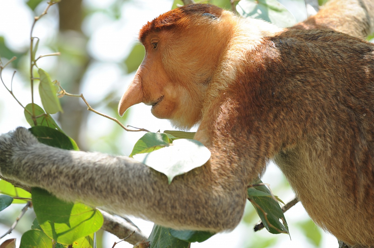 Proboscis monkey 3...