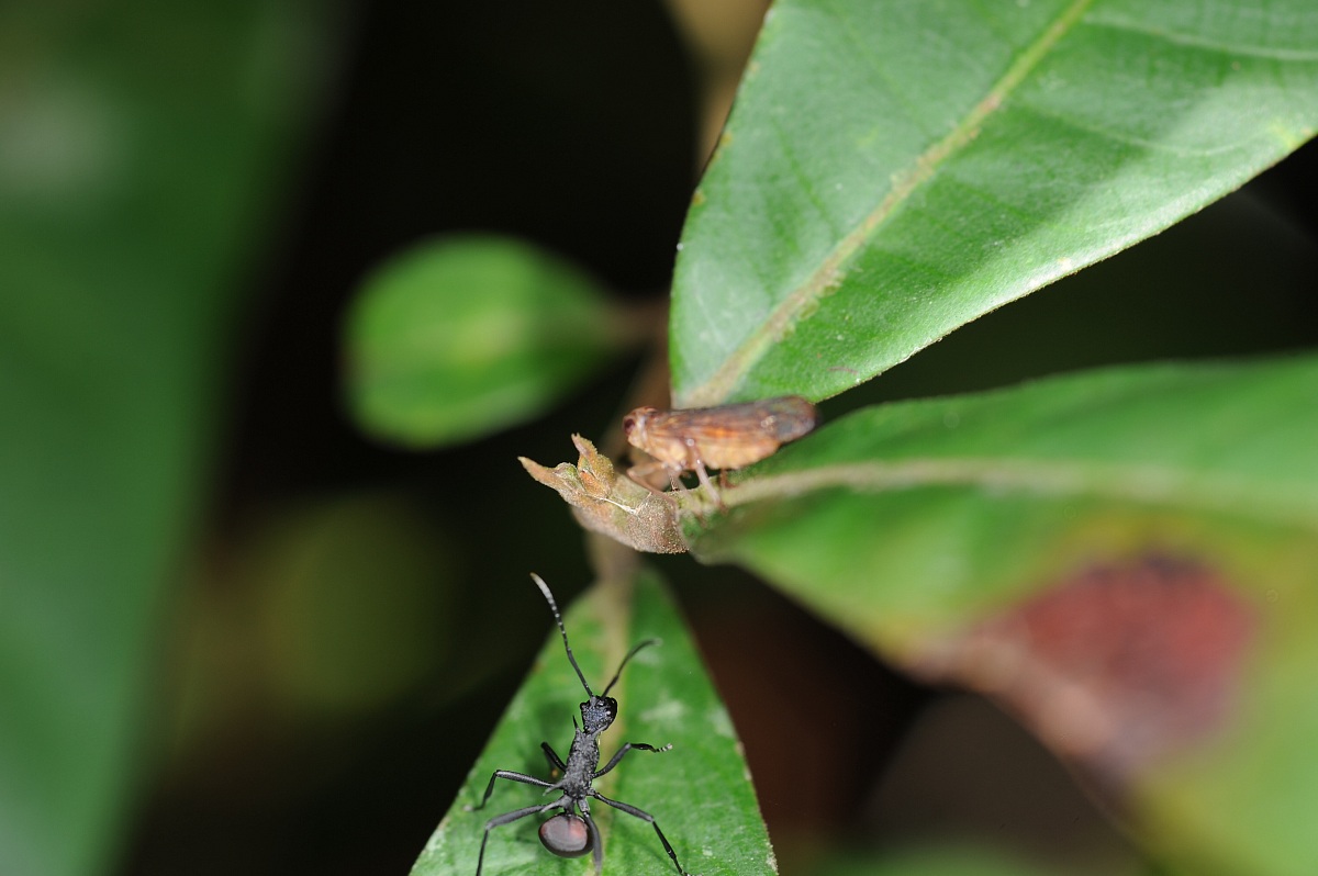 Formica affamata, Borneo malese...