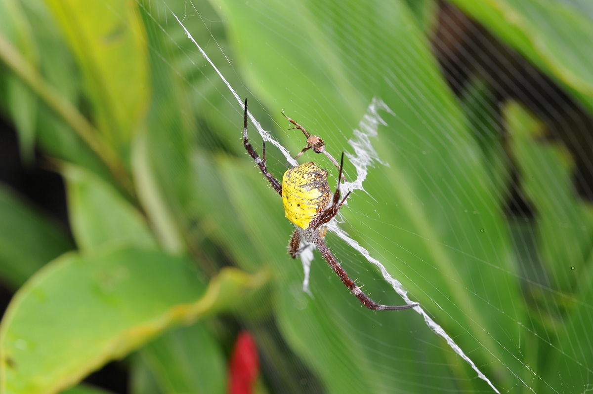 Spiders indonesia...