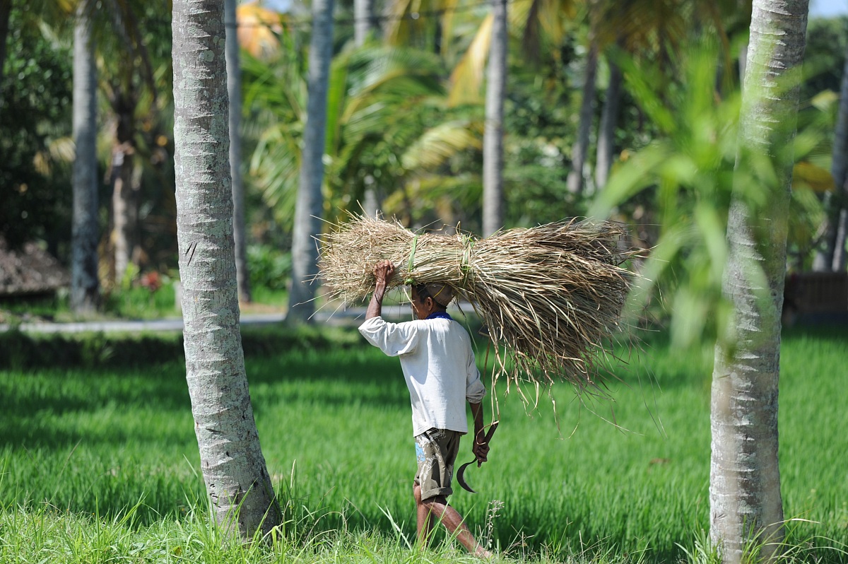 In the Balinese rice fields...