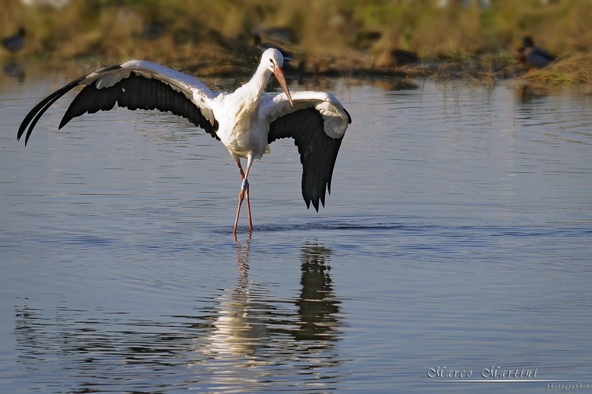 The dance of the stork...