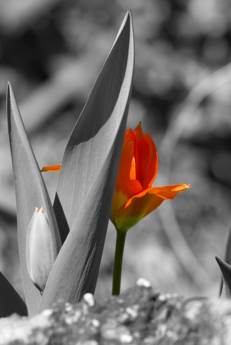 Tulip in B & W and Red...