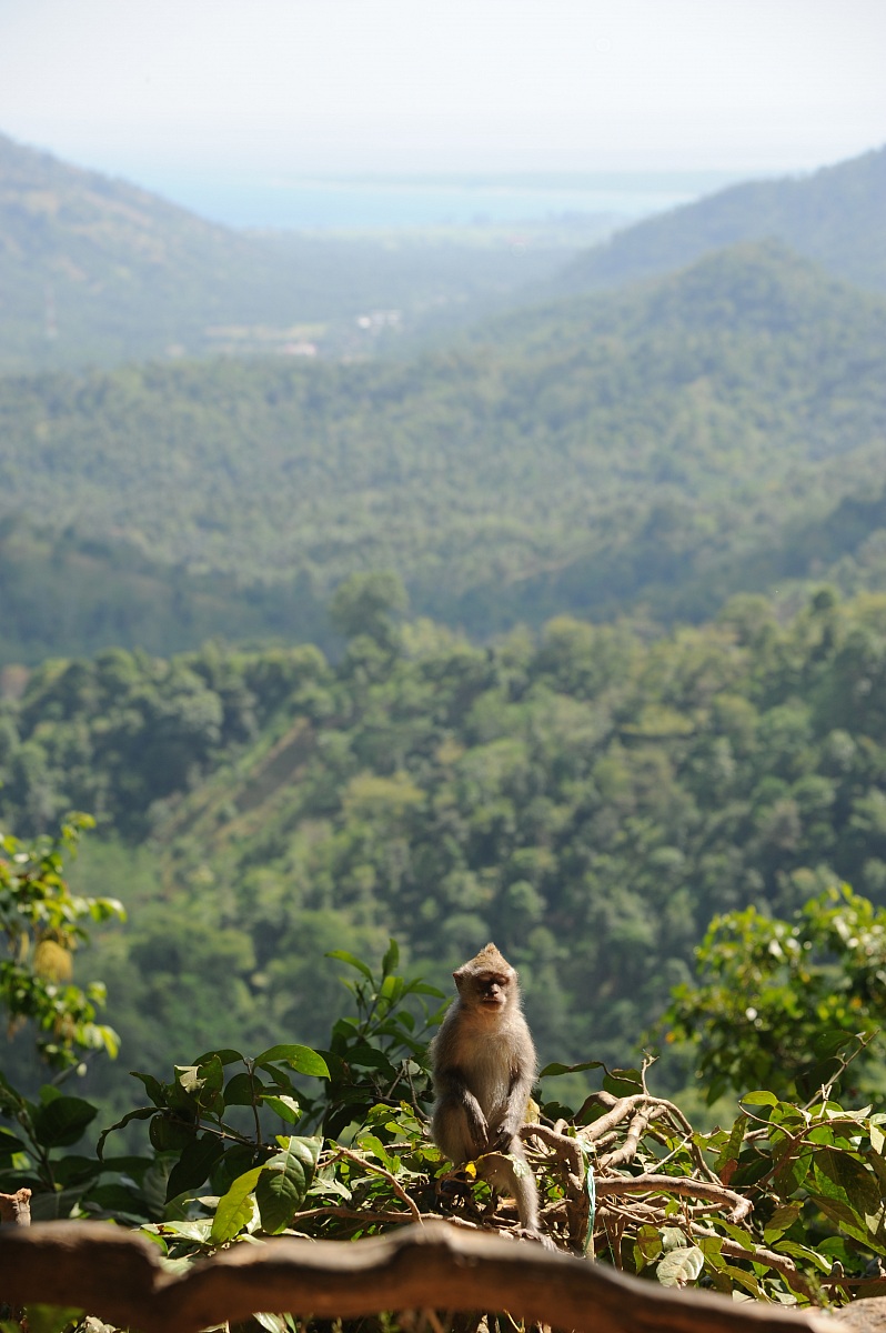 Macaque in lombok...