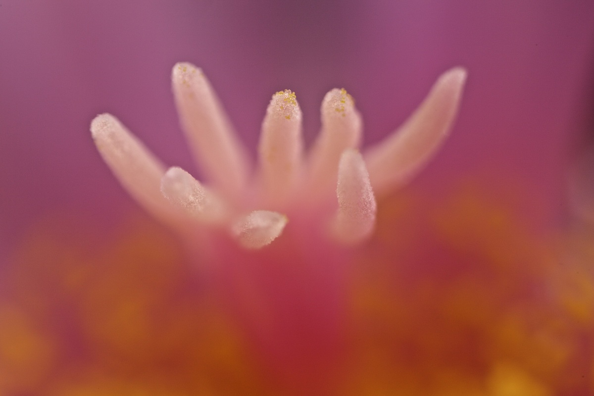 Echinocactus...