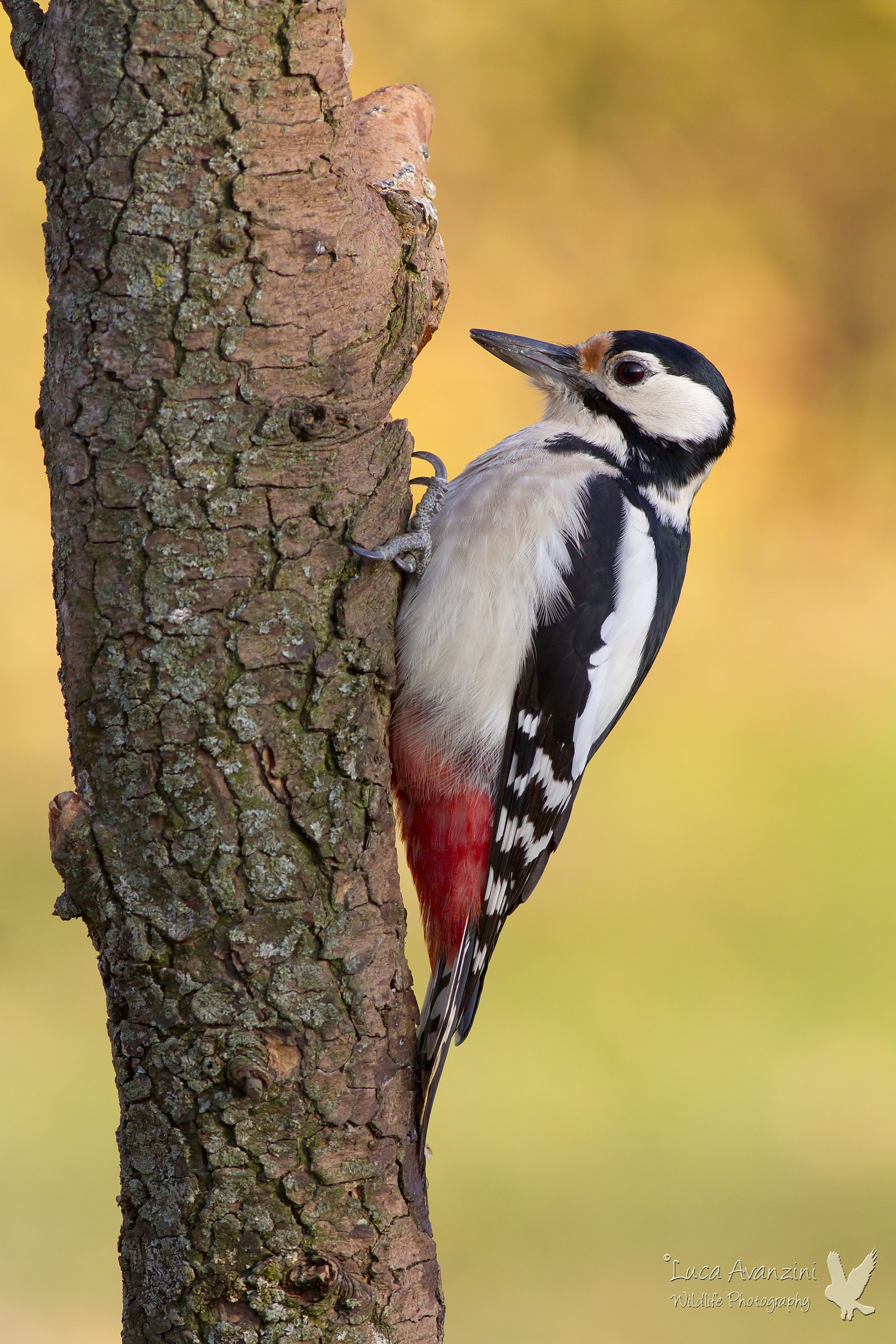 Woodpecker Female...