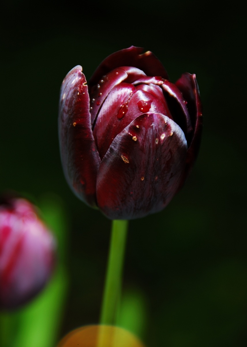 Black Tulip...