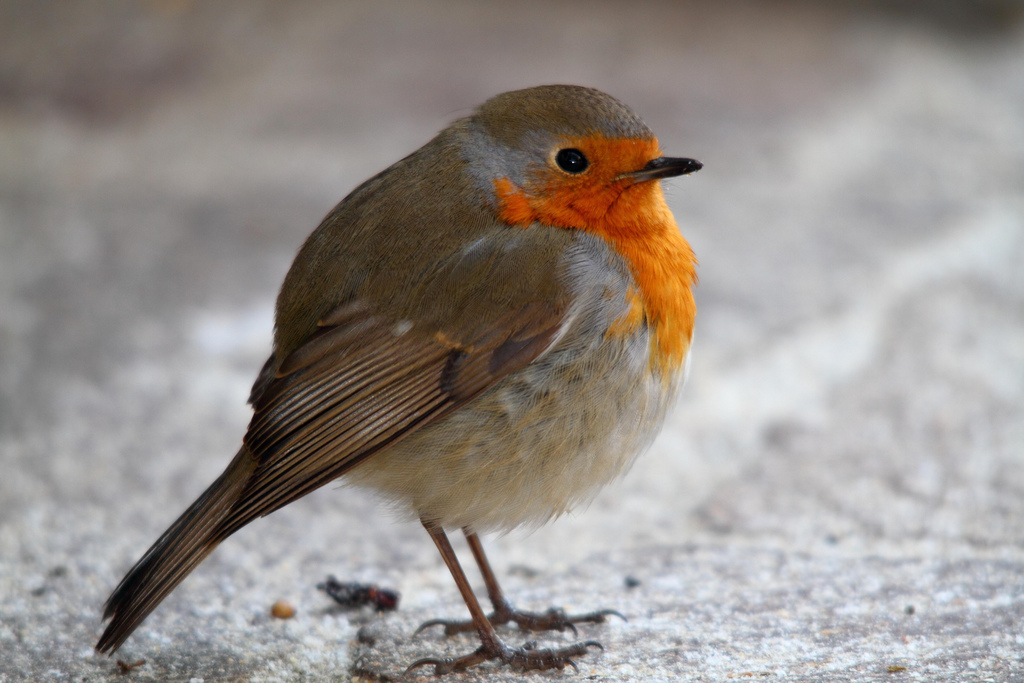 Robin in the snow...