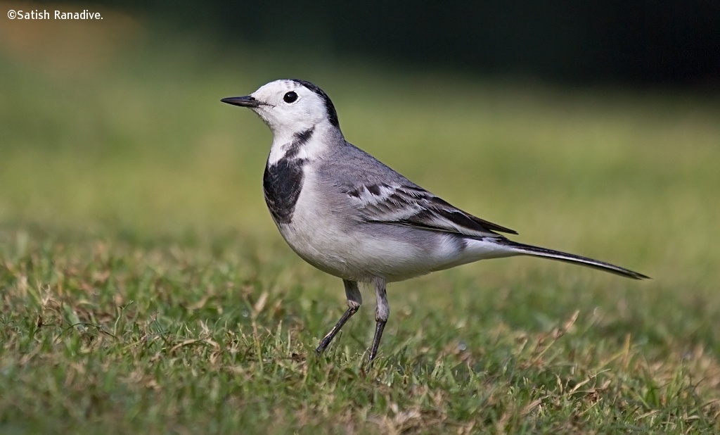 White Wagtail....