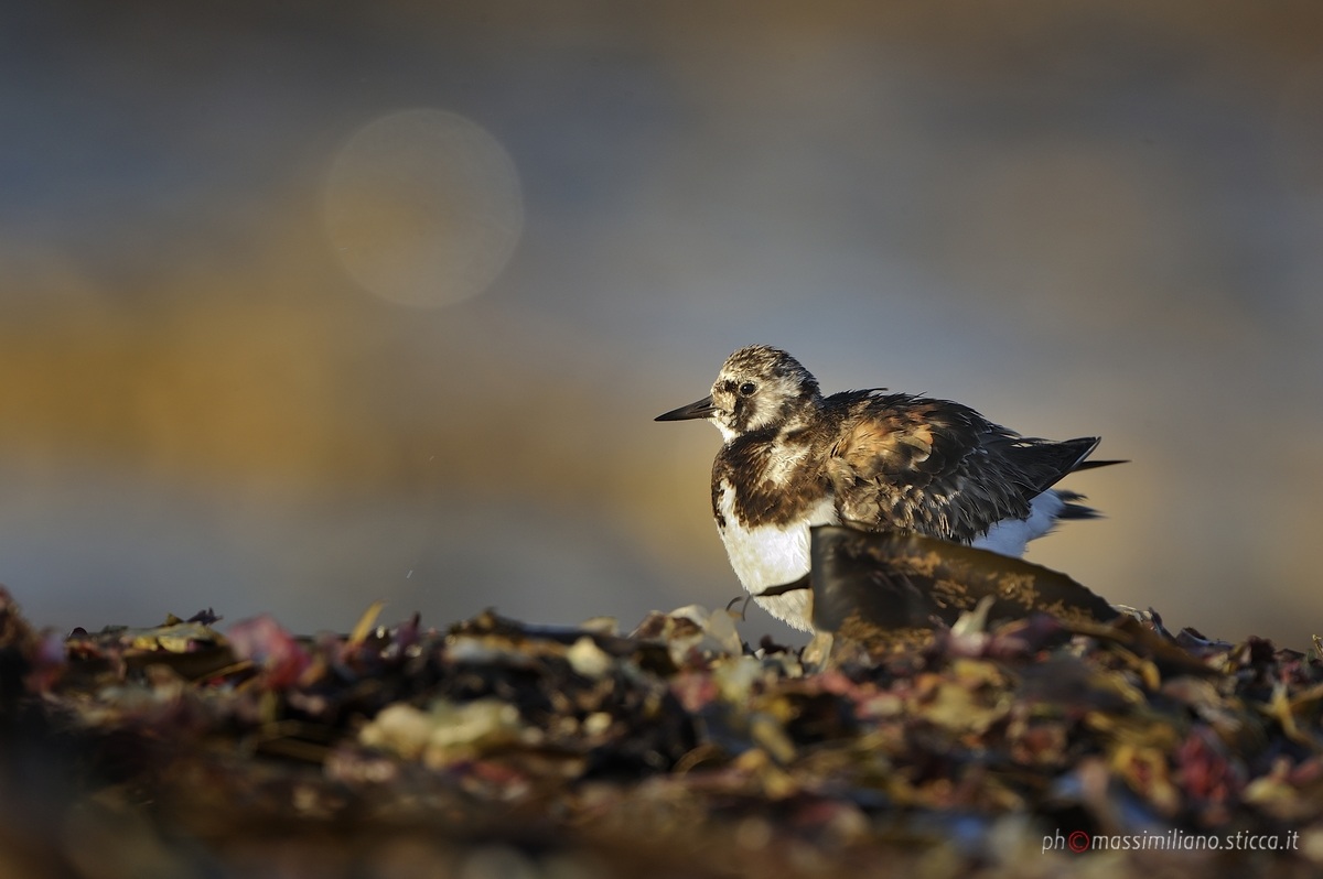 Ruddy Turnstone - Arenaria interpres...