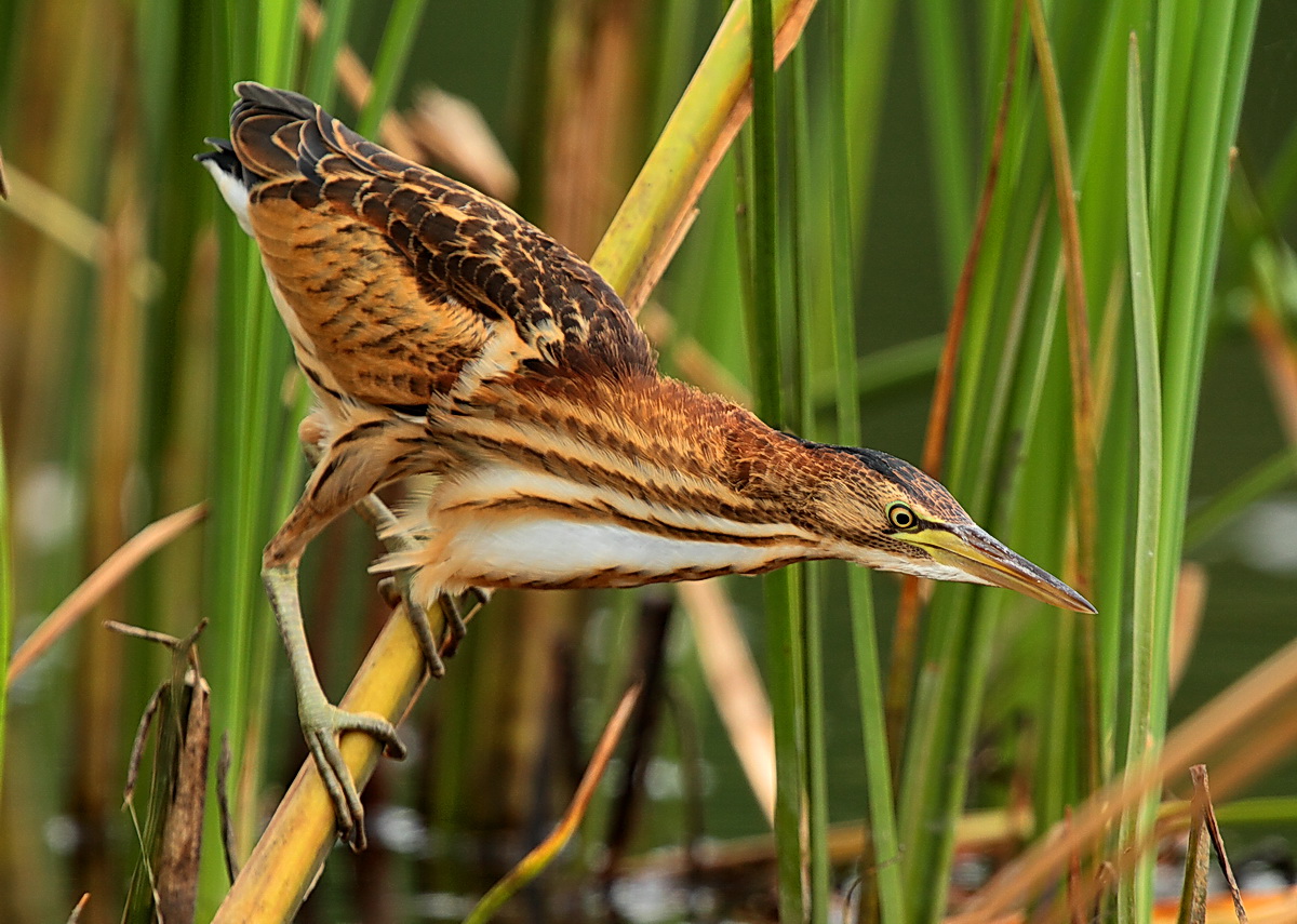 young bittern...