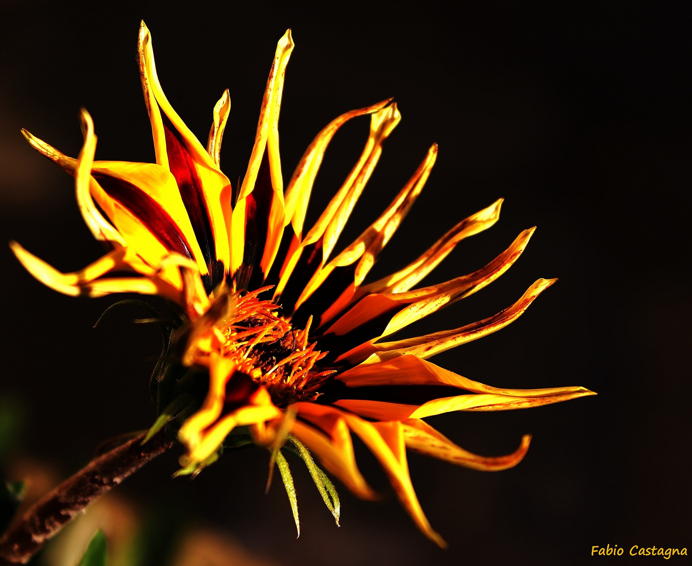 A flower like the Sun...