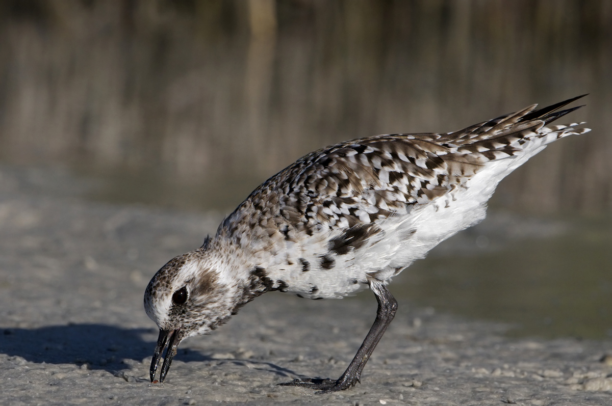 Pacific Golden Plover...