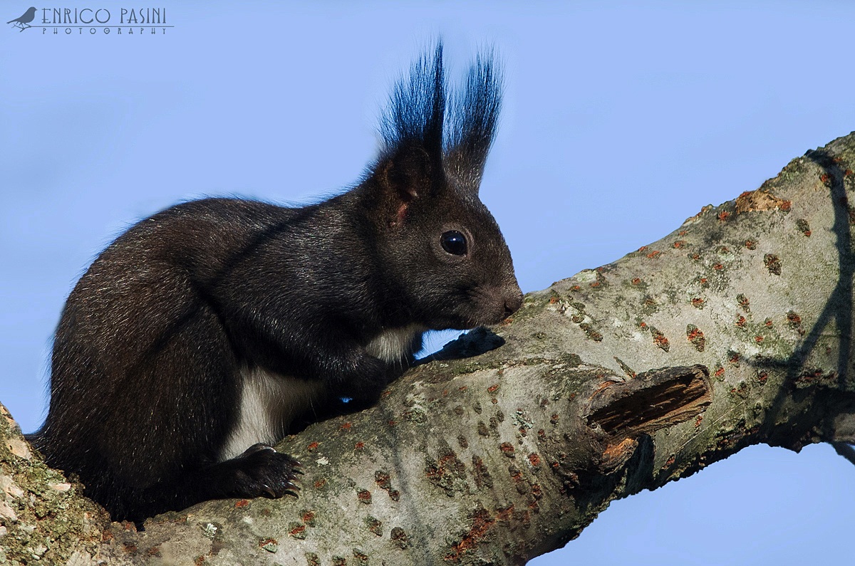 Common Squirrel...