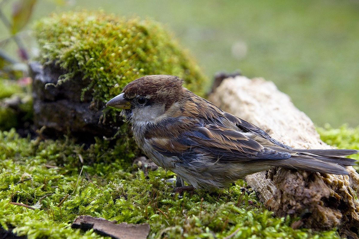 sparrow wet...