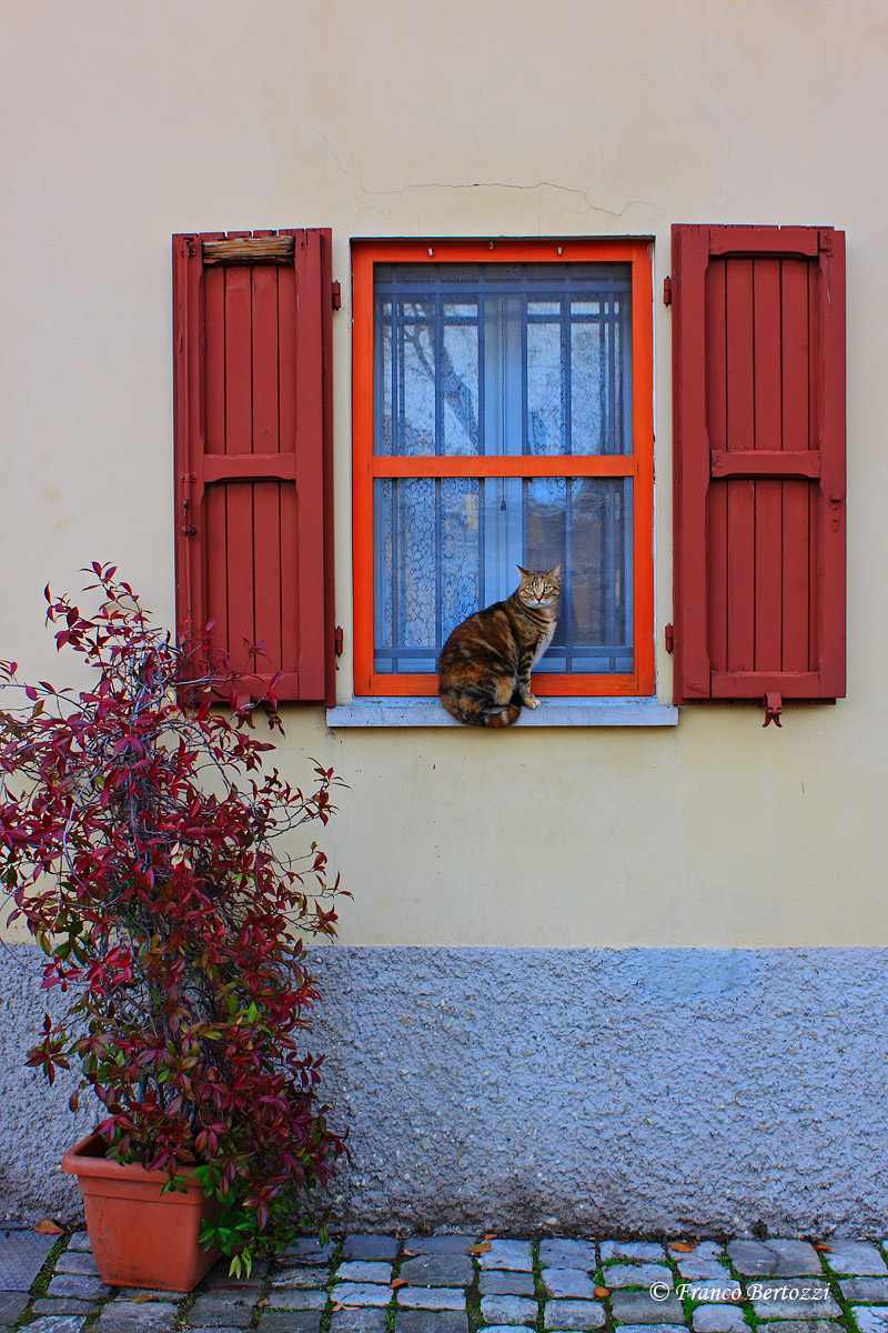 gatto sulla finestra...