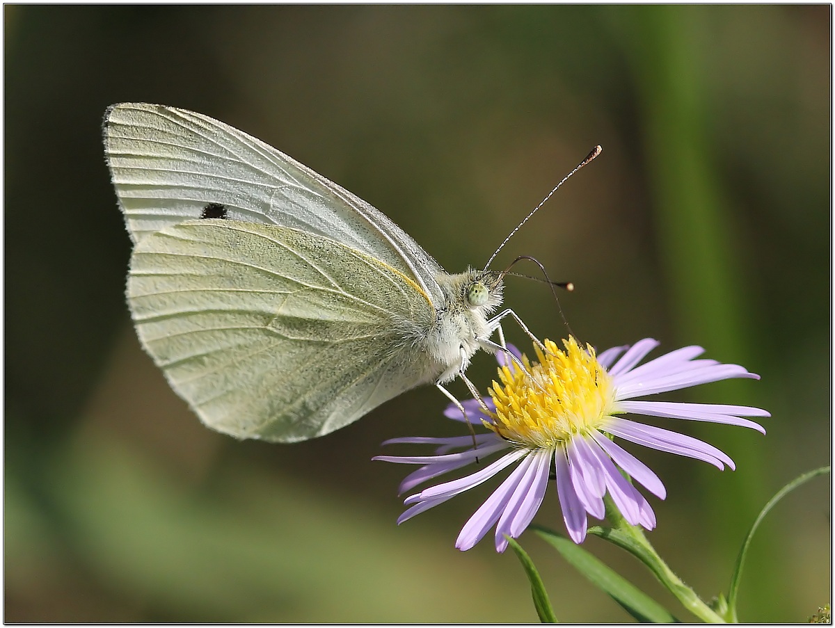 Pieris brassicae...