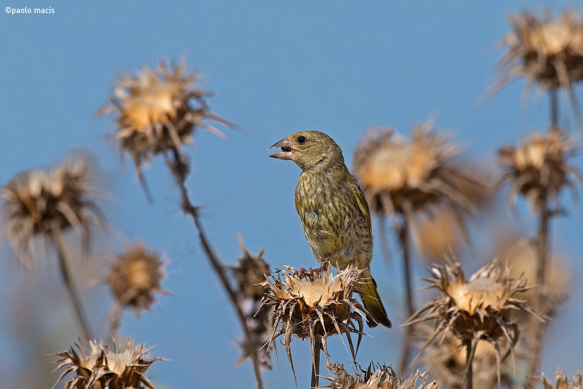 young greenfinch...