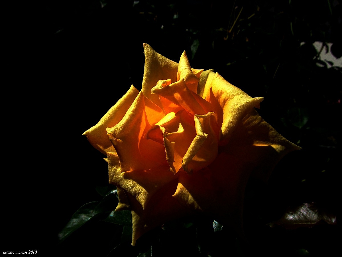 Rose in my garden...