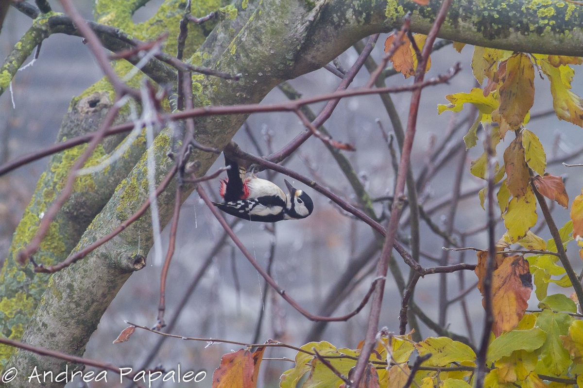 Great Spotted Woodpecker (Female)...